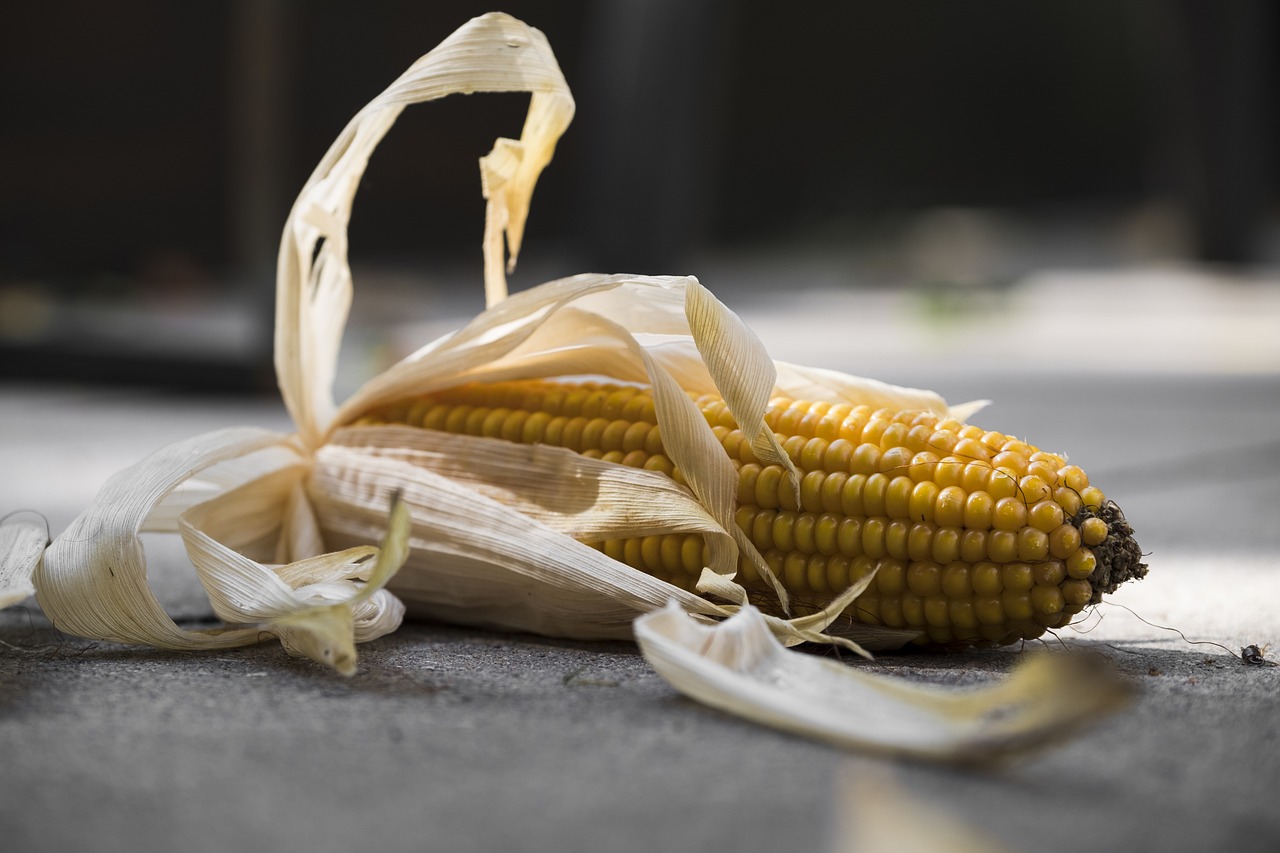 Kukurydza mielona, dlaczego warto ją stosować?